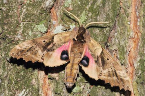 Blinded Sphinx moth. A white sheet is hung out in the open with a special light bulb (Mercury Vapour) hung over top. The moths are attracted to the light and sit on the sheet for attendees to look at. Photo by Mike Burrell